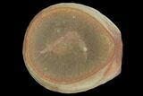 Fossil Shrimp (Peachocaris) Pos/Neg - Illinois #120904-1